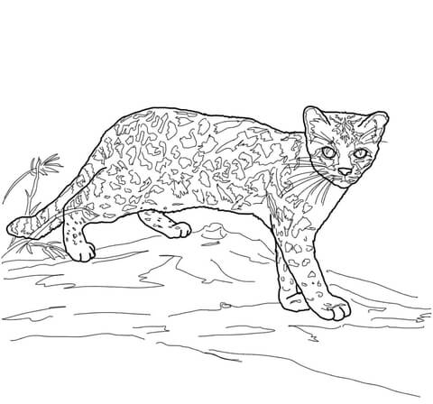 Margay Wild Cat Coloring Page